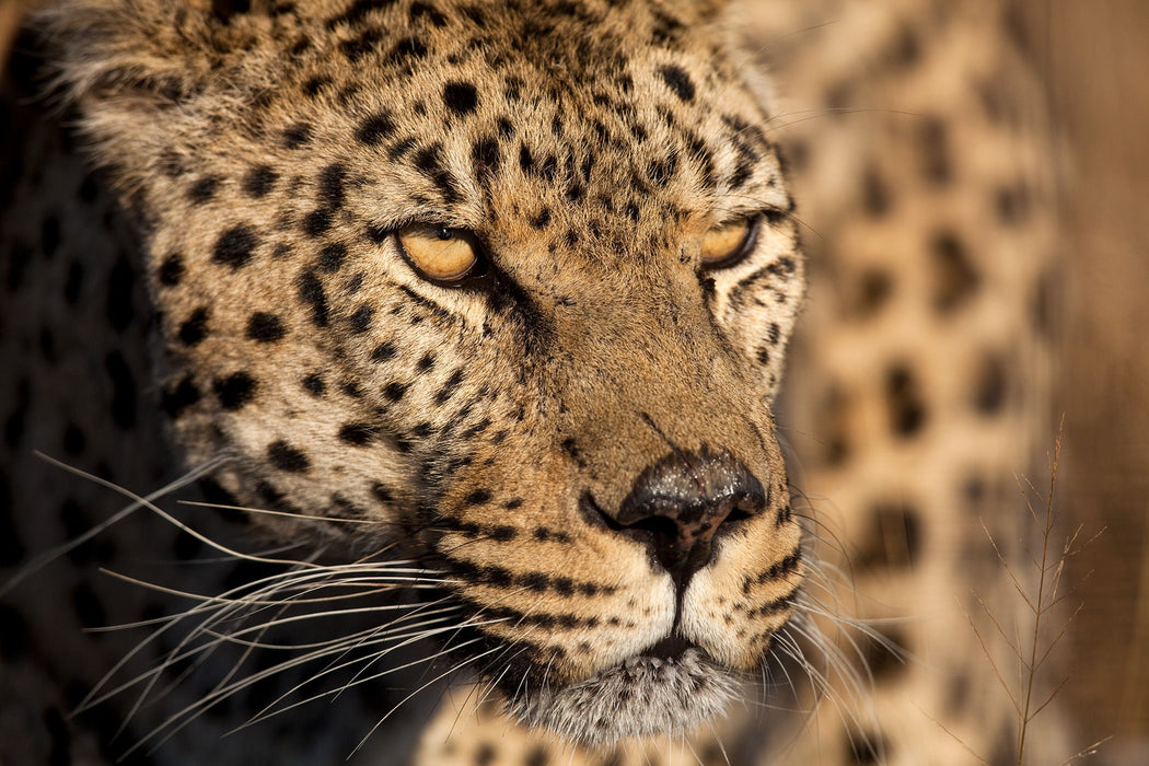 Framed Small - Cheetah Stare By Jimmy'z - Light Brown