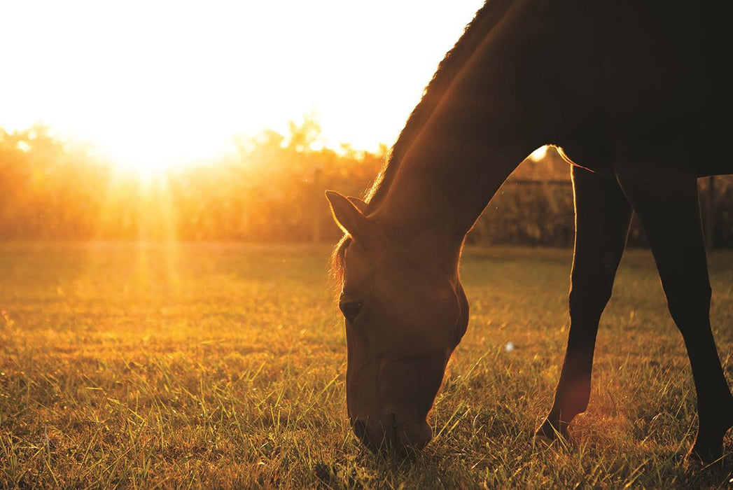 Framed - Sunset Grazing I By Donnie Quillen - Yellow