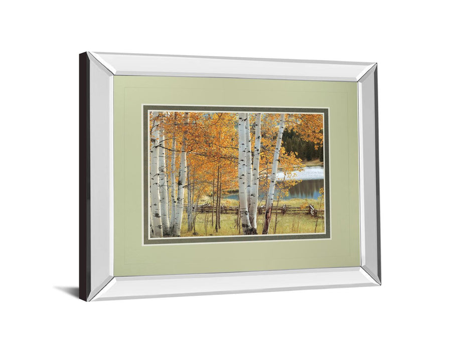 Birch Beauty By Mike Jones - Mirror Framed Print Wall Art - White