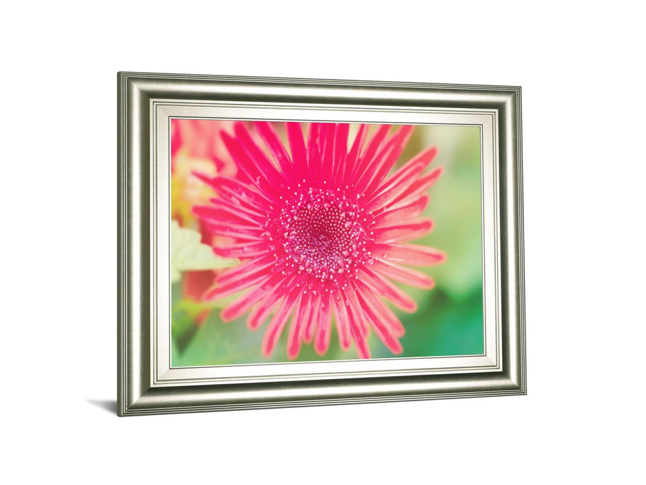 Pink Gerbera By Susan Bryant - Framed Print Wall Art - Pink