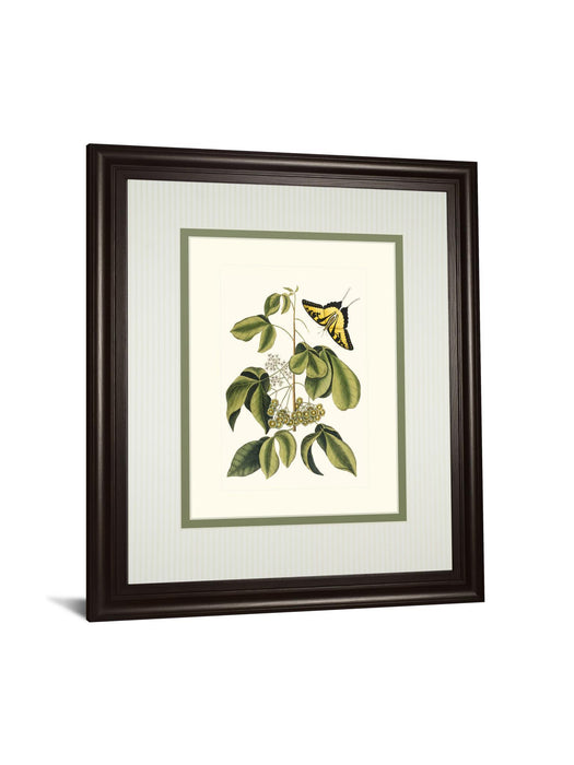 Papilio Antilochus By Marc Catesby - Framed Print Wall Art - Green