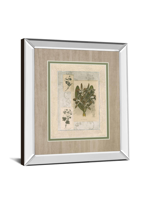 Histoire Du Orchid VII By Carney - Mirror Framed Print Wall Art - Green