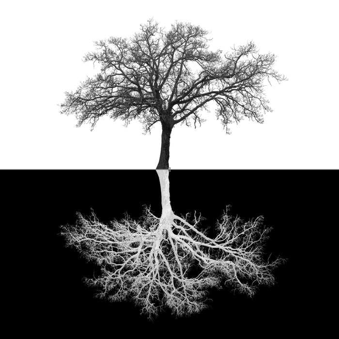 Small - Inverse Tree - Black