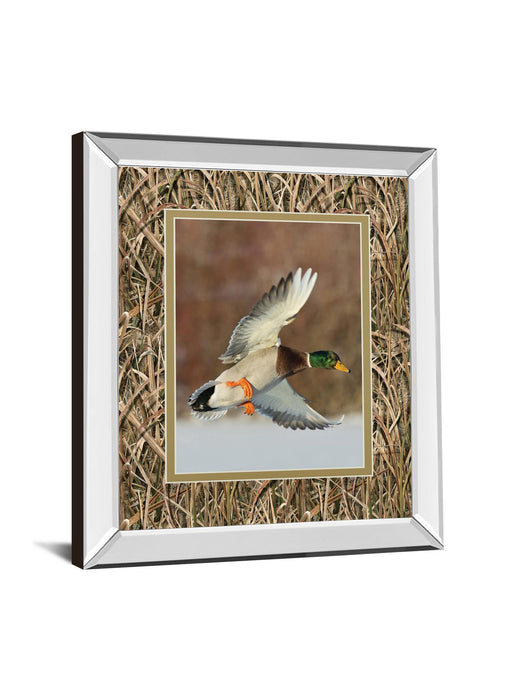 Flying Mallard By Steve Oehlenschlager Mirror Framed Mossy Oak Native Living Print - Dark Brown