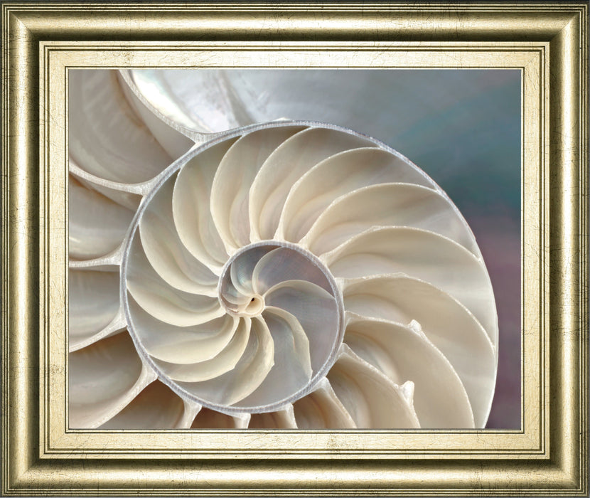 Nautilus By Levine, A. - Framed Print Wall Art - Pearl Silver