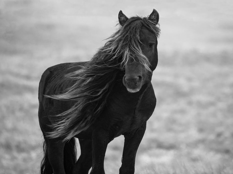 Iclandic Mare By Carol Walker - Dark Gray