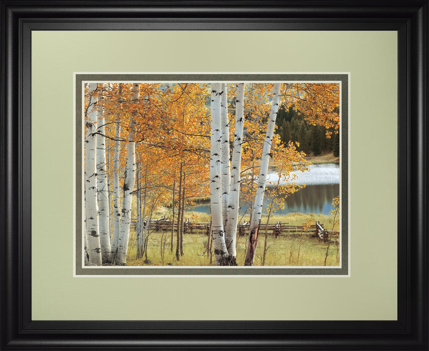 Birch Beauty By Mike Jones - Framed Print Wall Art - White