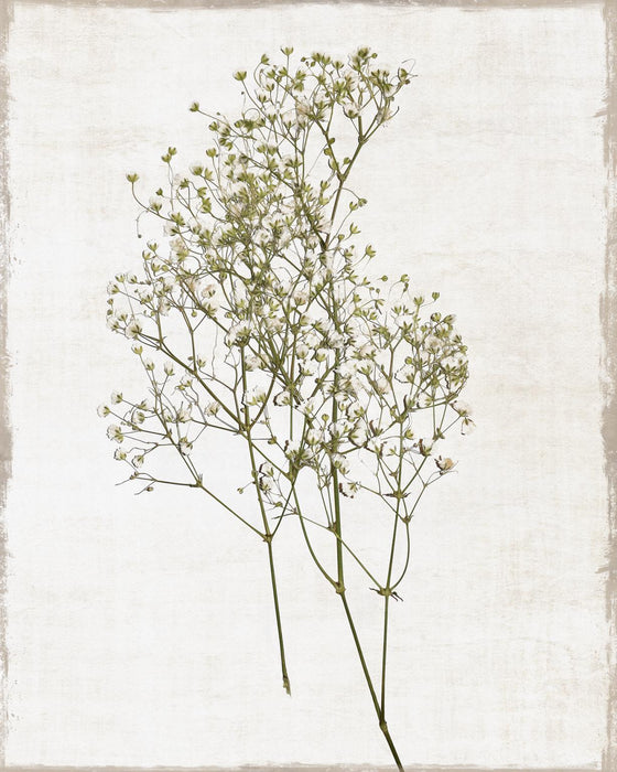 Farmhouse Pressed Flower I By Natalie Carpentieri - Pearl Silver