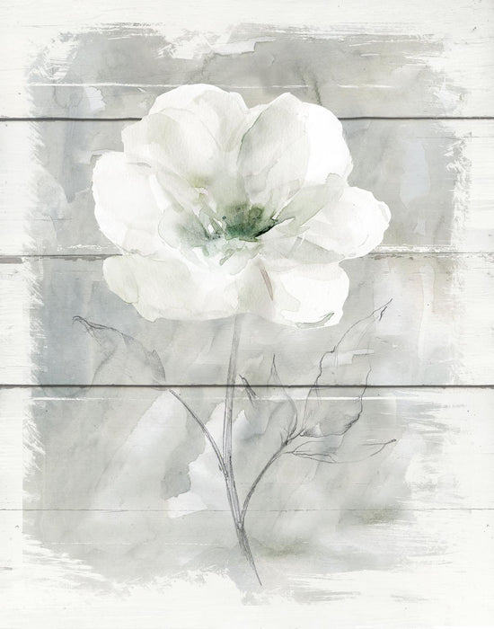 Small - Farmhouse Rose I By Carol Robinson - Pearl Silver